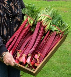 Tina's Noble Perennial Red Rhubarb Seed